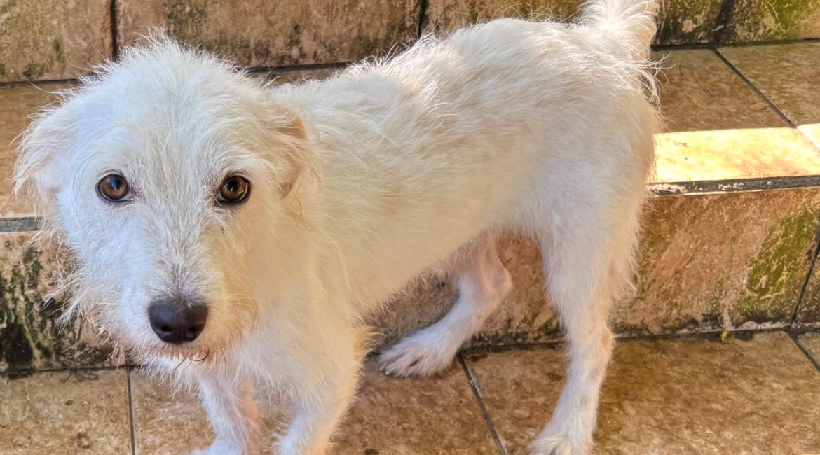 Nemo -mâle -2 ans